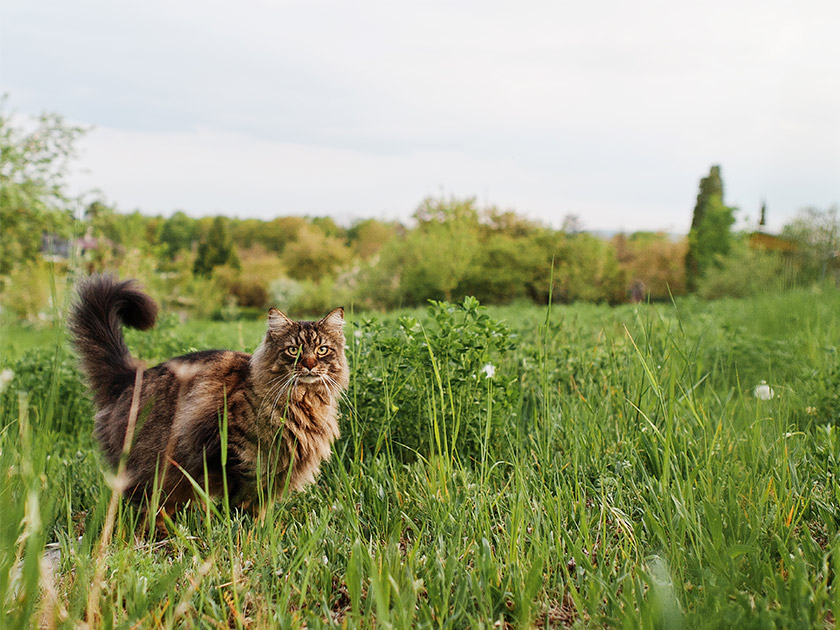 gato atigrado en jardín