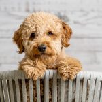 Cachorro de perro de agua